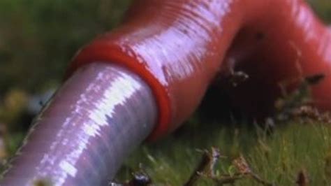 Giant Red Leech Slurps Down 70cm Blue Worm Huffpost Uk News