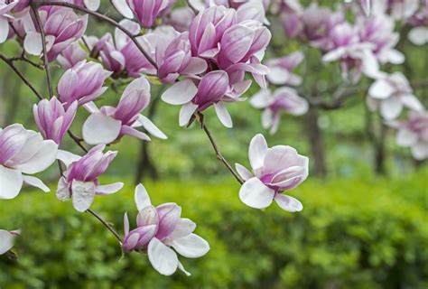 Early Blooming Magnolia Welcomes Spring Boston Herald