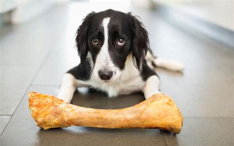 Ambos de belo horizonte, somaram suas habilidades nesse novo projeto, que traz influência. 12 human foods that can be dangerous for your dog