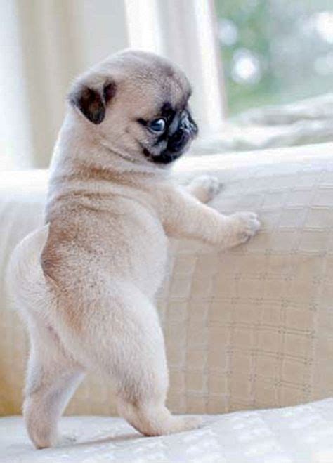 100 Pugs Ideas Pugs Cute Pugs Pug Love