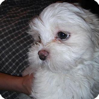 Animal services has hundreds of adoptable pets at any given time. Venice, FL - Bichon Frise/Shih Tzu Mix. Meet Mace Orlando ...