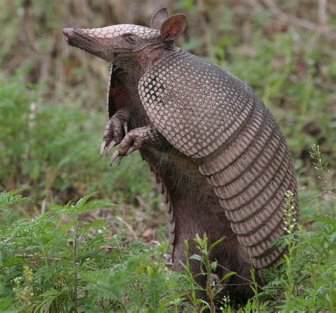 Armadillo Basic Facts And Pictures The Wildlife