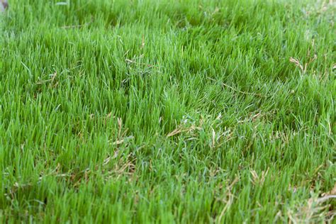 How To Know What Type Of Grass You Have Dependable Handsome Lawn
