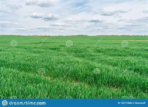 Green Field And Blue Sky With White Cloud Stock Photo Image Of
