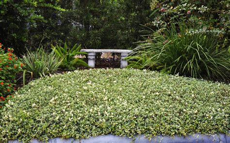 Buy Variegated Asian Or Asiatic Jasmine For Sale Online From Wilson