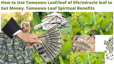 How To Use Tameawu Leaf Leaf Of Life Miracle Leaf To Get Money