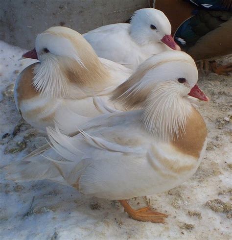 30 Rare Albino Animals You Probably Have Never Seen Before