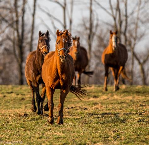 Horses Of Kentucky Juanj Flickr
