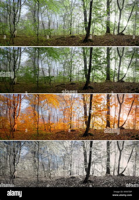 Changement Des Quatre Saisons Dans La Forêt Panorama Printemps été