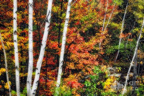 Birch And Maple Trees Along A Creek In Fall Photograph By George Oze