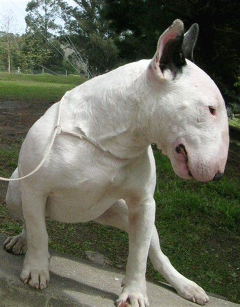 The Top 10 Ugliest Dog Breeds In The World Ugly Dog Breeds Ugly Dogs