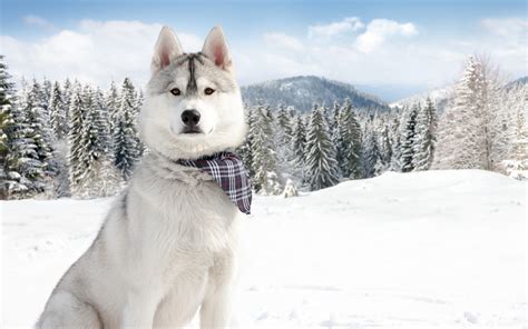 🔥 50 Dogs In The Snow Wallpaper Wallpapersafari