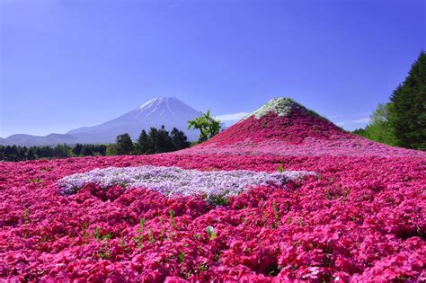 Festival Fuji Shibazakura Pesona Hamparan Bunga Indah Di Fujiyama Jepang Spesialist Trip Ke