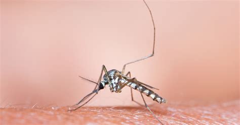 What Types Of Mosquitoes Live In South Florida Swat Mosquito Systems