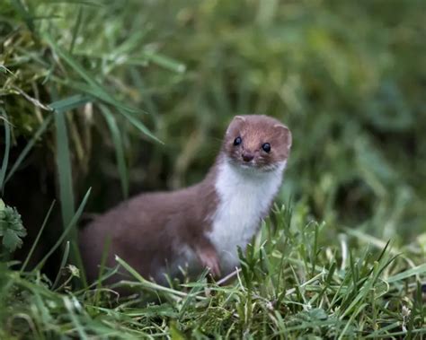 Least Weasel Facts Diet Habitat And Pictures On Animaliabio