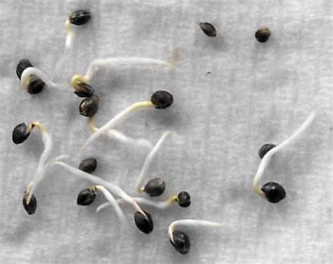 How To Germinate And Transplant Cannabis Seedlings Grow Weed Easy