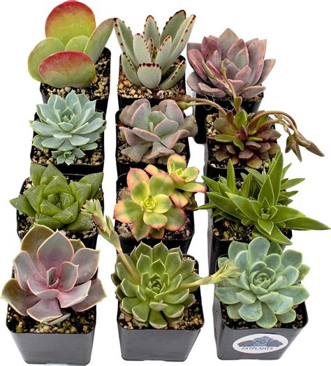 Fat Plants San Diego Premium Succulent Plant Variety