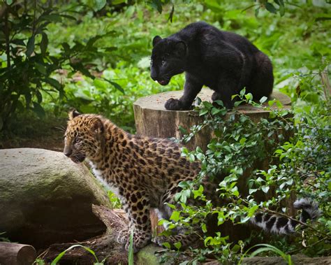 Amur Leopards Make Debut At Bridgeports Beardsley Zoo