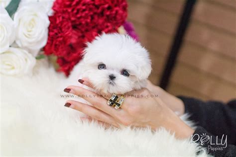 Lizzie Maltese F Rolly Teacup Puppies