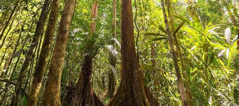 Worldwide, they make up one of earth's largest biomes (major life zones). Indonesia's Mighty Tropical Rainforests and Unique ...