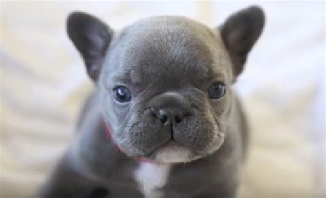 Video This Rare Blue French Bulldog Puppy Will Make You Go Aww