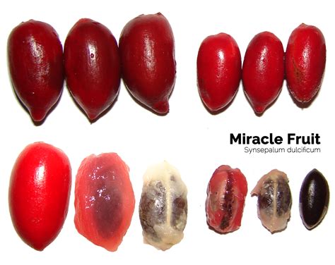 Get Ready Miracle Fruit Seeds In India In 2023