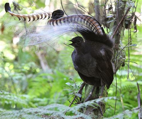Worldbirder Superb Lyrebird Photo Essay