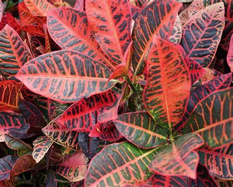 Foliage Plants