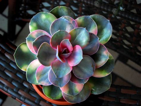 Echeveria Rainbow Perle Von Nürnberg Variegata Planting Succulents