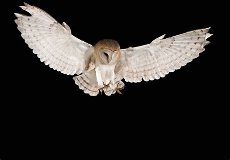 White Barn Owls Have Surprising Hunting Success Under A Bright Moon