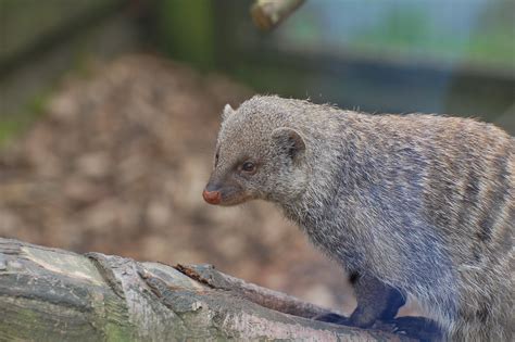 Banded Mongoose • Fun Facts And Information For Kids