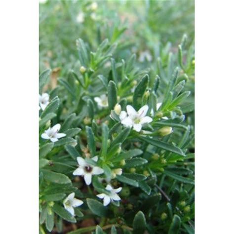 Myoporum Parvifolium Yareena For Sale Online Plants Melbourne Australia