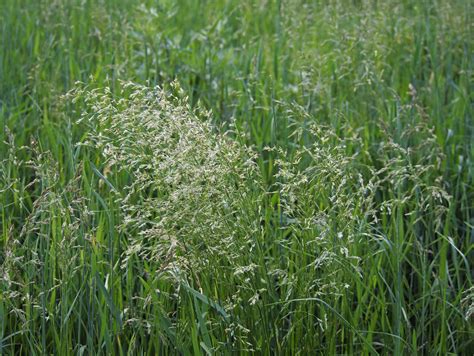 Category Bromegrass Seedway