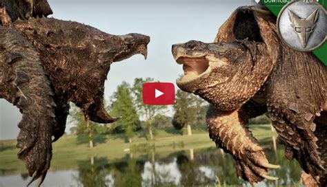 Video Check Out These Shelled Predators And Their Huge Differences 3