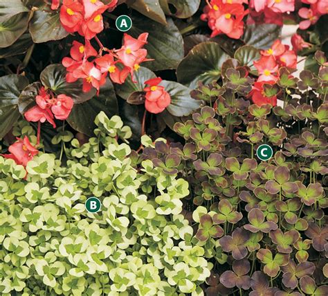 Plant Combinations For A Vibrant Shade Garden Revive Your Shade