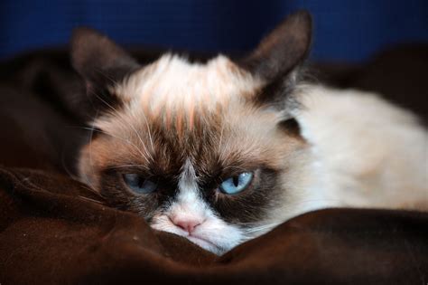 44 Grumpy Cat Desktop Wallpaper