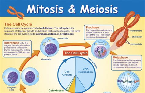 Meiosis And Mitosis
