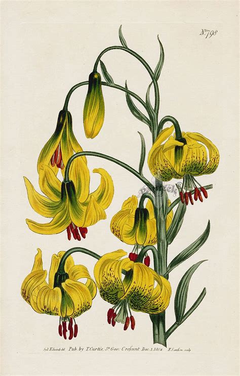 william curtis botanical magazine antique prints 1787 1839 botanical drawings botanical