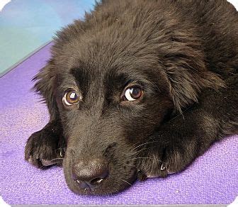 Remember that puppies require a special application fee before we can accept your application. Denver, CO - Newfoundland/Australian Shepherd Mix. Meet ...