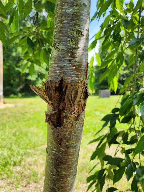 Canker On Willow Tree Rwhatsthisplant