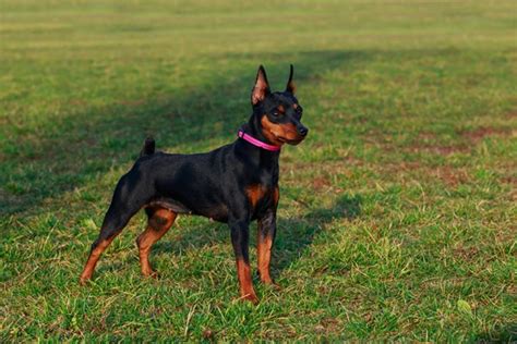 Best canned food for large breed puppies. Miniature Pinscher | Bil-Jac