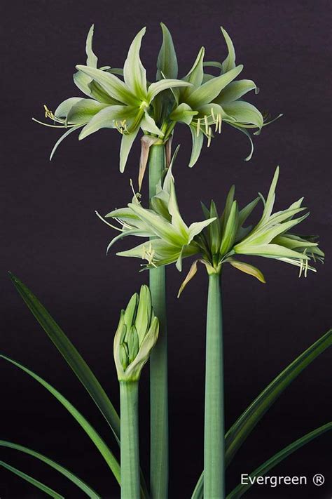 View allall photos tagged amarylliscybisterrose. Cybister amaryllis | Een exclusief cybister ...