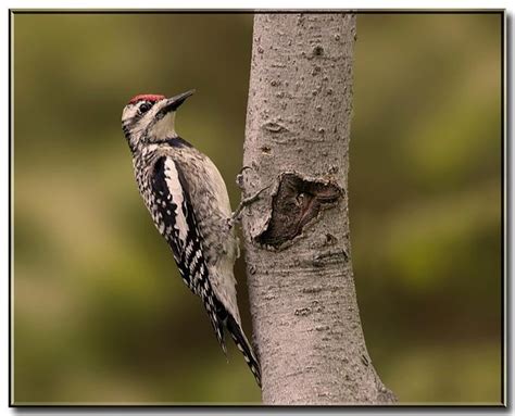 17 Best Indiana Birds Images On Pinterest Beautiful Birds Backyard