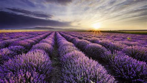Sunrise And Dramatic Clouds Over Lavender Field Bulgaria Windows 10