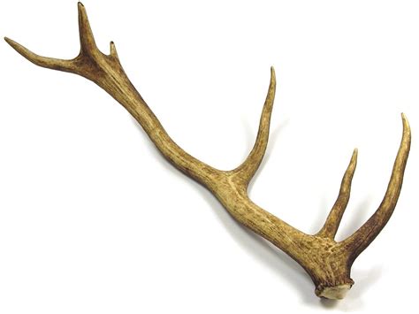 Stag Antler Whole