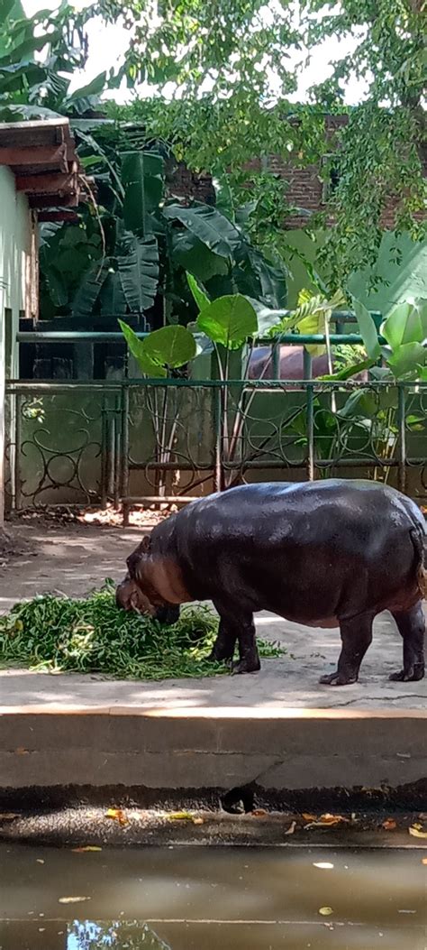 Zoo Kebun Binatang Surabaya In 2022 Zoo Animals Surabaya