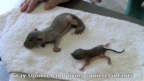 Using this membrane, squirrels have been known to glide over 100 meters, either to. newborn squirrel flying squirrel baby | Flying squirrel ...