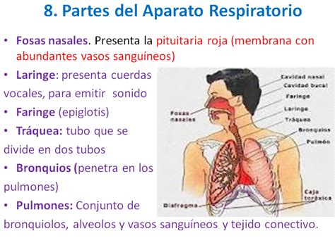 Biología Del Ies Pedro Gomez Ud3 Función De Nutrición Aparato