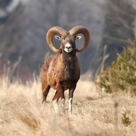 Mouflon Facts Diet Habitat And Pictures On Animaliabio