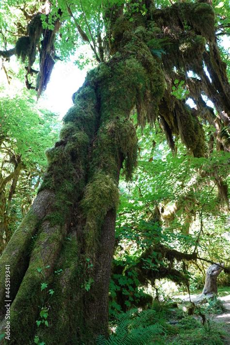 The Hoh Rainforest Is Located On The Olympic Peninsula In Western